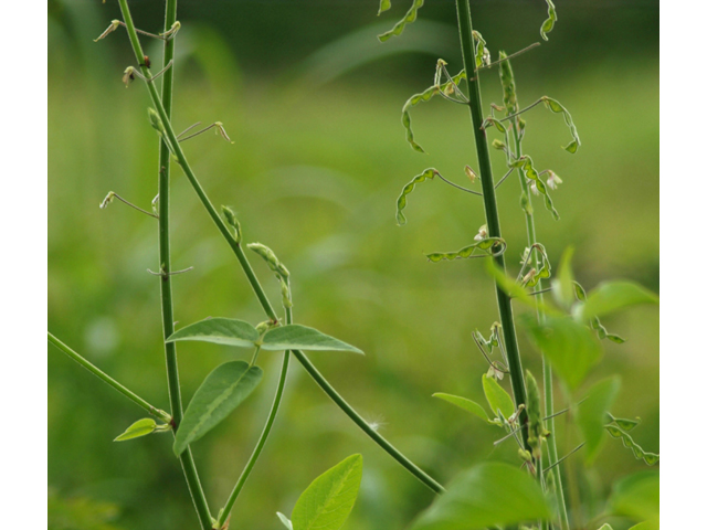 Desmodium tweedyi (Tweedy's ticktrefoil) #42133