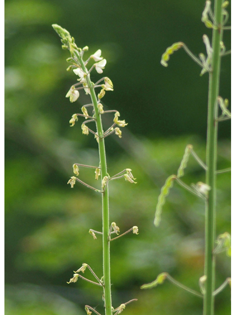 Desmodium tweedyi (Tweedy's ticktrefoil) #42134