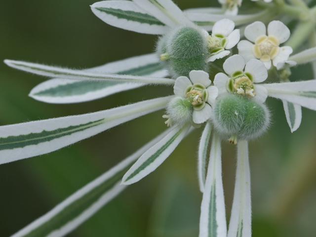 Euphorbia bicolor (Snow on the prairie) #26618