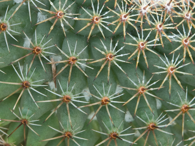 Mammillaria heyderi (Little nipple cactus) #26623