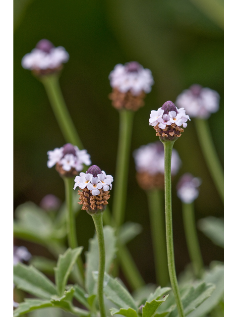 Phyla nodiflora (Texas frogfruit) #38726