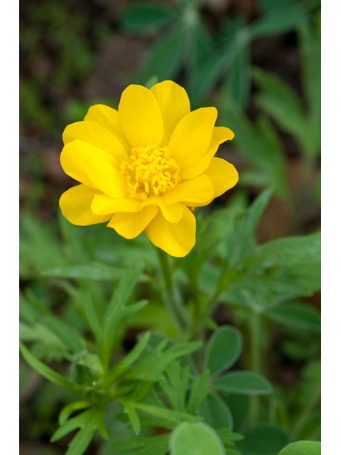 Ranunculus macranthus (Large buttercup) #38739