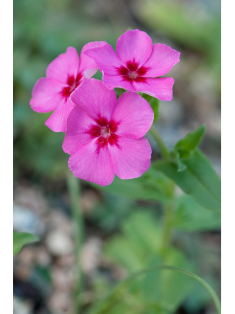 Phlox drummondii ssp. mcallisteri (Mcallister's phlox) #38742