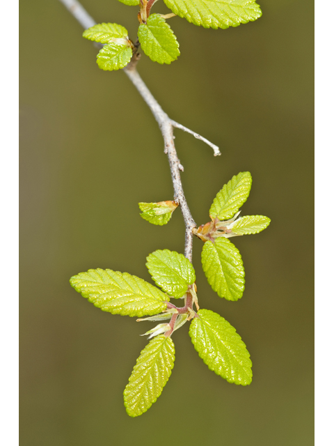 Ulmus crassifolia (Cedar elm) #38763