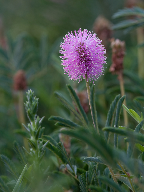 Mimosa roemeriana (Roemer's mimosa) #26633