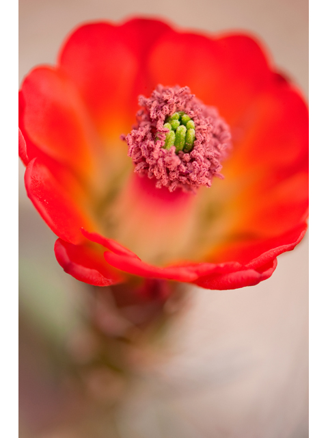 Echinocereus triglochidiatus (Claret cup) #38815