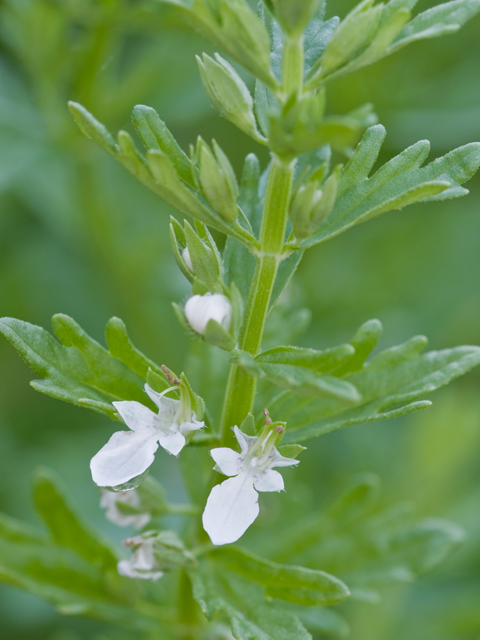 Teucrium cubense var. cubense (Small coastal germander) #26641