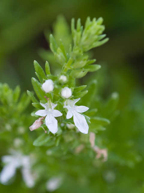 Teucrium cubense var. cubense (Small coastal germander) #26642