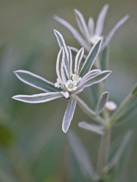 Euphorbia bicolor (Snow on the prairie) #26651