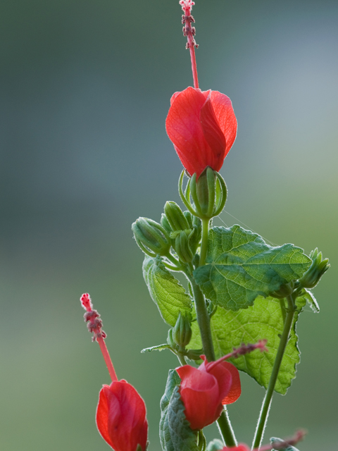 Malvaviscus arboreus var. drummondii (Turk's cap) #26659