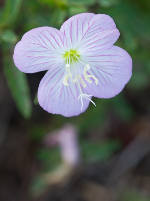 Oenothera speciosa (Pink evening primrose) #26661