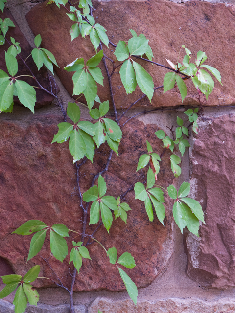 Parthenocissus quinquefolia (Virginia creeper) #26667