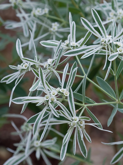 Euphorbia bicolor (Snow on the prairie) #26696