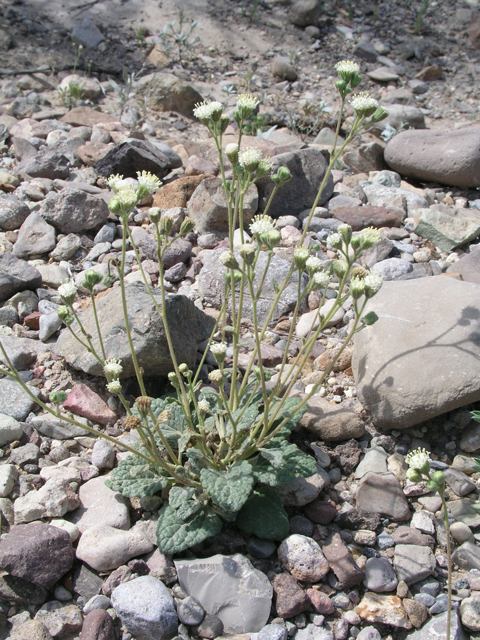 Psathyrotopsis scaposa (Naked turtleback) #60330