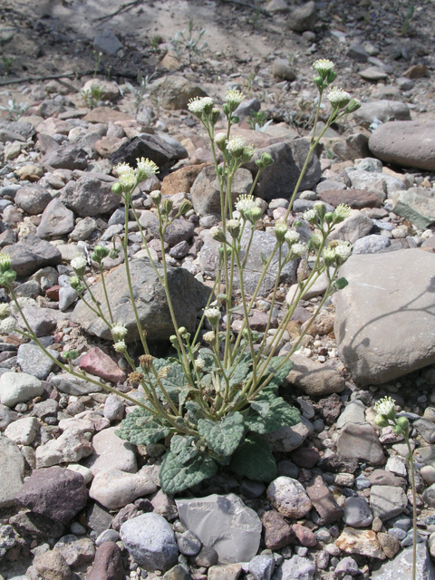 Psathyrotopsis scaposa (Naked turtleback) #60331