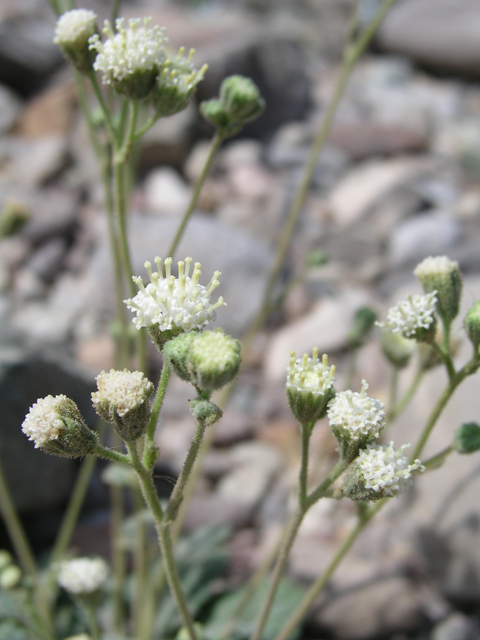 Psathyrotopsis scaposa (Naked turtleback) #60333