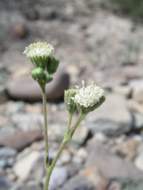 Psathyrotopsis scaposa (Naked turtleback) #60334