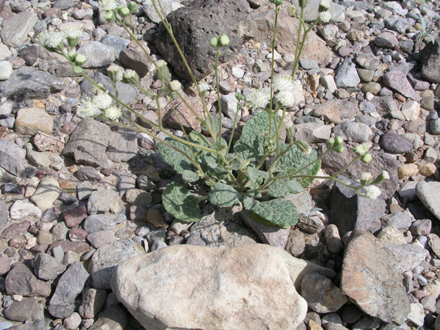 Psathyrotopsis scaposa (Naked turtleback) #60335