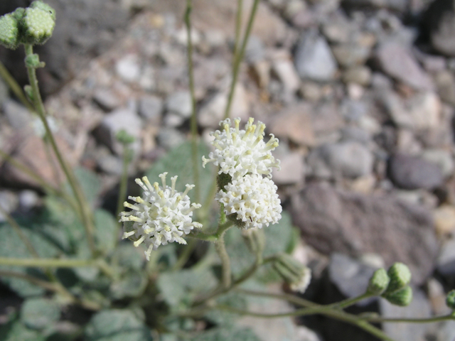 Psathyrotopsis scaposa (Naked turtleback) #60337