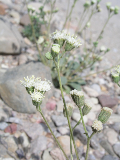 Psathyrotopsis scaposa (Naked turtleback) #60338