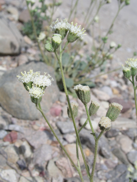 Psathyrotopsis scaposa (Naked turtleback) #60339