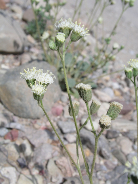 Psathyrotopsis scaposa (Naked turtleback) #60340