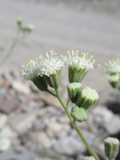 Psathyrotopsis scaposa (Naked turtleback) #60341