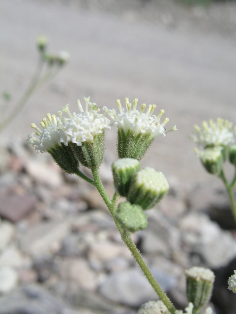 Psathyrotopsis scaposa (Naked turtleback) #60342