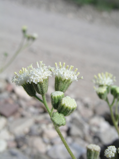 Psathyrotopsis scaposa (Naked turtleback) #60343