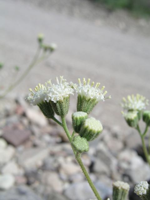 Psathyrotopsis scaposa (Naked turtleback) #60344