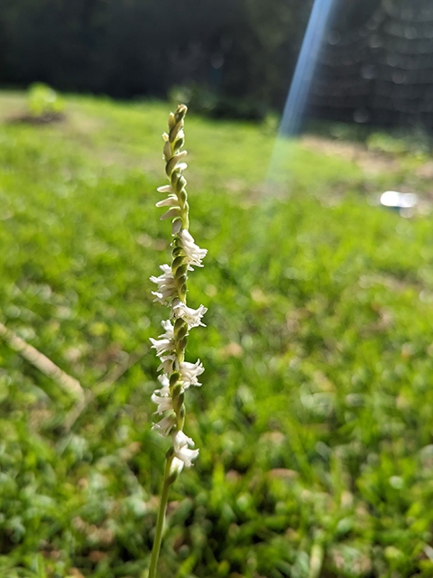 Spiranthes vernalis (Spring ladies'-tresses) #88672