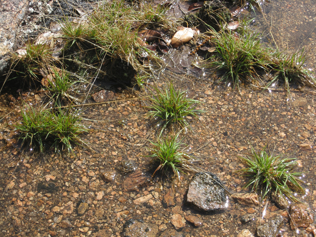 Tripogon spicatus (American fiveminute grass) #39127