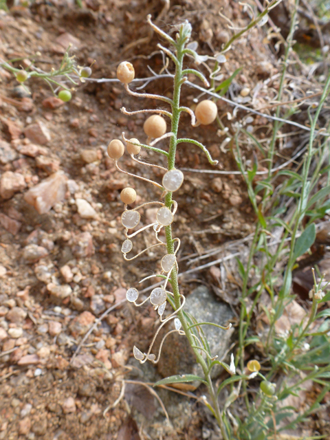 Lesquerella argyraea (Silver bladderpod) #39132