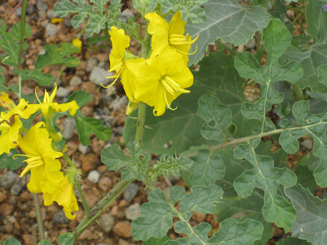 Solanum rostratum (Buffalo bur) #39134