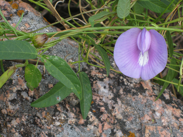 Centrosema virginianum (Spurred butterfly pea) #39135