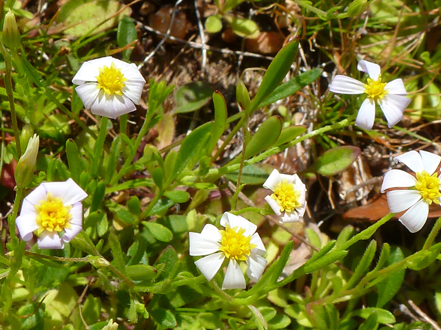 Chaetopappa asteroides (Arkansas leastdaisy) #39139