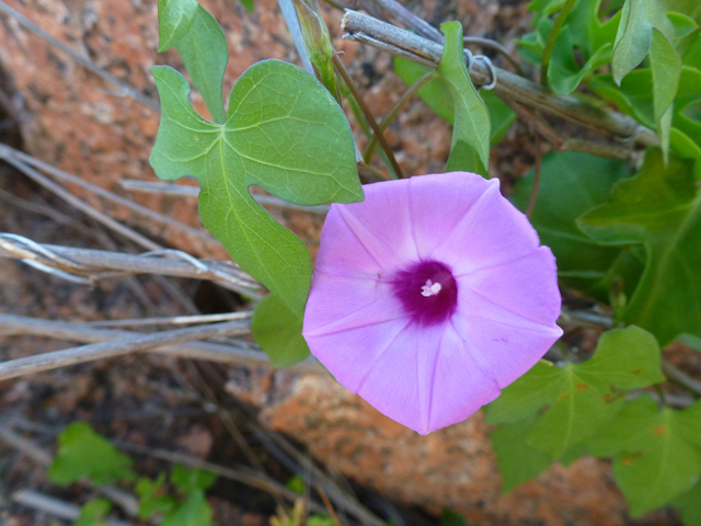 Ipomoea cordatotriloba (Tievine) #39141