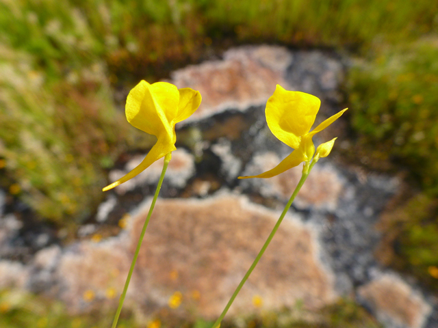 Utricularia cornuta (Horned bladderwort) #39162