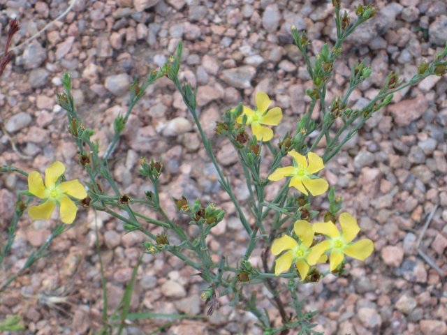 Hypericum drummondii (Nits and lice) #39177