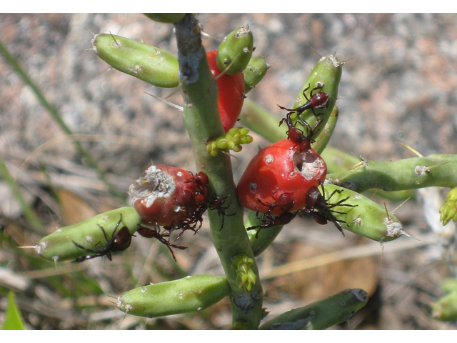 Cylindropuntia leptocaulis (Tasajillo) #39184