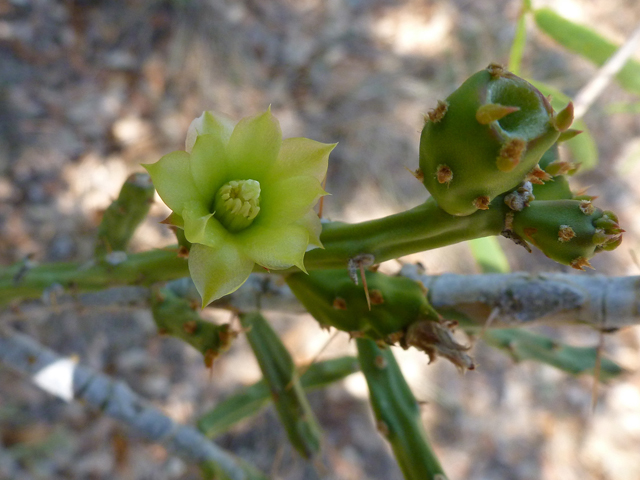 Cylindropuntia leptocaulis (Tasajillo) #39185