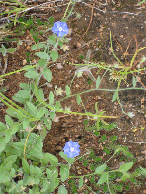 Evolvulus alsinoides var. angustifolius (Slender dwarf morning-glory) #39199