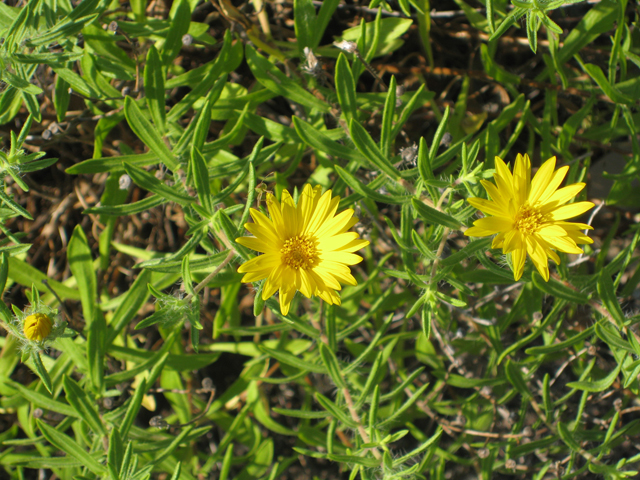 Heterotheca stenophylla (Stiffleaf false goldenaster) #39204