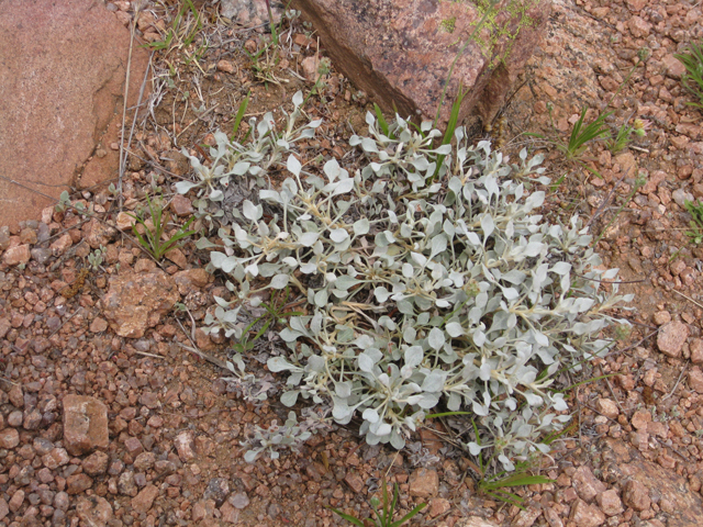 Eriogonum tenellum var. ramosissimum (Tall buckwheat) #39207