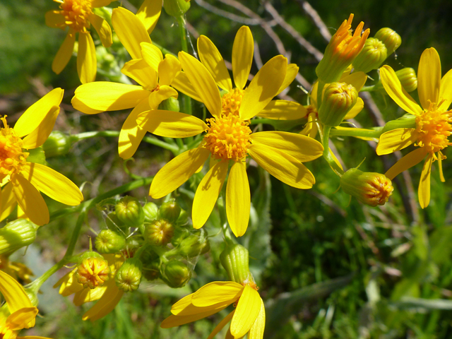 Senecio ampullaceus (Texas ragwort) #39212