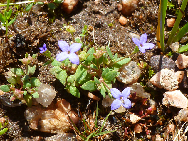 Houstonia pusilla (Tiny bluets) #39216