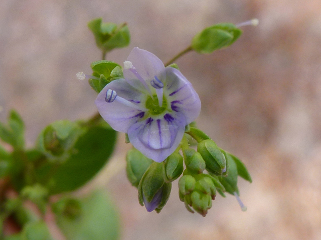 Veronica anagallis-aquatica (Water speedwell) #39219