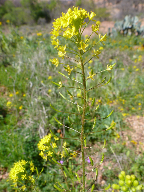 Descurainia pinnata (Western tansymustard) #39221