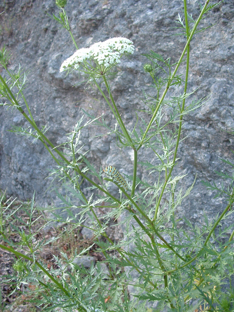 Daucosma laciniata (Meadow parasol) #20778