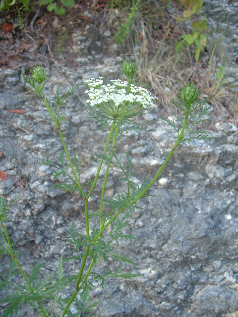 Daucosma laciniata (Meadow parasol) #20779